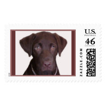 Chocolate Lab postage