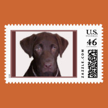 Chocolate Lab postage