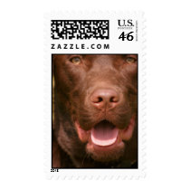 Chocolate Lab Postage Stamp