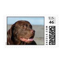 Chocolate Lab Postage Stamp