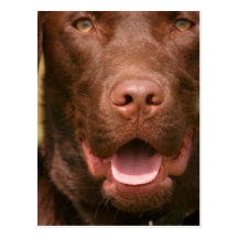 Chocolate Lab Postcard