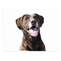 Chocolate Lab Postcards
