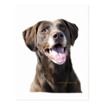 Chocolate Lab Postcards