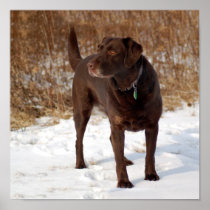 Chocolate Lab Print