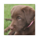 Chocolate Lab Pup Magnet by InnerImage Chocolate Lab Pup Magnet