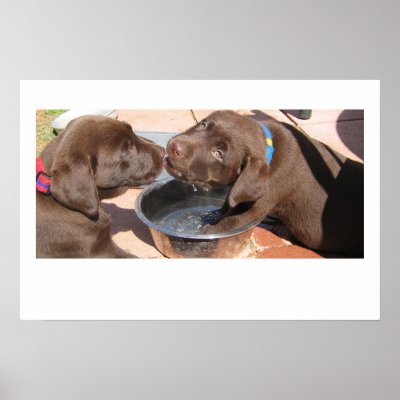 Chocolate Lab Puppies Play Poster by plellski