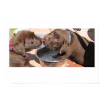 Chocolate Lab Puppies Play posters by plellski Chocolate Lab Puppies Play posters