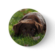 Chocolate Lab Puppy Pin