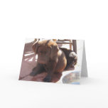 Chocolate Lab Puppy Greeting Cards