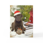 Chocolate Lab Puppy Christmas Cards