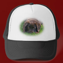 Chocolate Lab Puppy hats