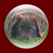 Chocolate Lab Puppy magnets