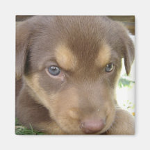 Chocolate Lab Puppy Magnet