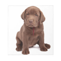 Chocolate Lab Puppy Memo Note Pads