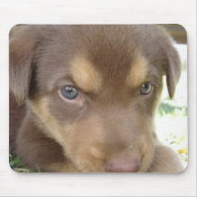 Chocolate Lab Puppy Mouse Pad