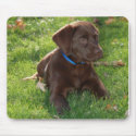 Chocolate Lab Puppy mousepads