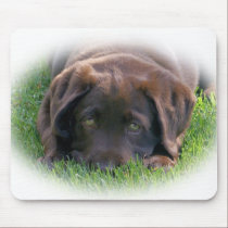 Chocolate Lab Puppy mousepads