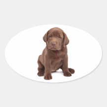 Chocolate Lab Puppy Oval Stickers
