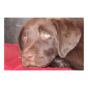 Chocolate Lab Puppy Ponders posters by plellski Chocolate Lab Puppy Ponders posters