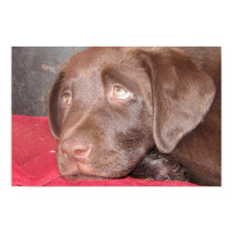 Chocolate Lab Puppy Ponders posters by plellski Chocolate Lab Puppy Ponders posters