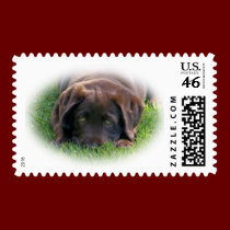 Chocolate Lab Puppy stamps