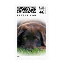 Chocolate Lab Puppy Postage Stamps