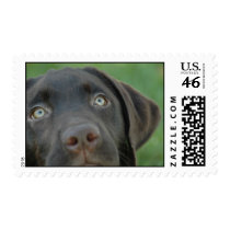 chocolate lab puppy postage by AtPlayPetPhotography chocolate lab puppy postage