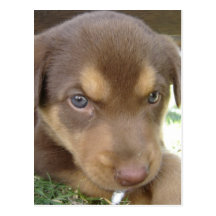 Chocolate Lab Puppy Postcard