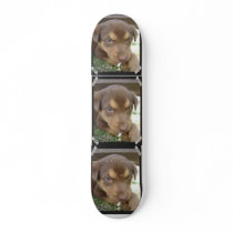 Chocolate Lab Puppy Skateboard