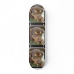 Chocolate Lab Puppy Skateboard