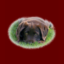 Chocolate Lab Puppy t-shirts