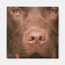 Chocolate Lab Square Magnet