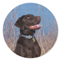 Chocolate Lab stickers by randolph259 Chocolate Lab stickers
