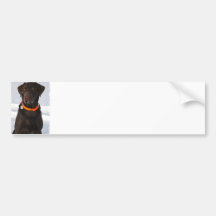Chocolate Labrador Bumper Sticker