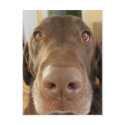chocolate labrador face postcards