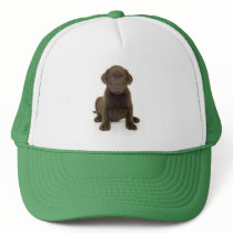 Chocolate Labrador Hat hats