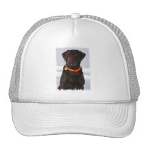 Chocolate Labrador Hat