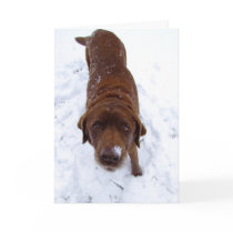 Chocolate Labrador in Snow cards by Bro_Jones Chocolate Labrador in Snow cards
