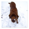 Chocolate Labrador in Snow posters by Bro_Jones Chocolate Labrador in Snow posters