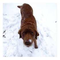 Chocolate Labrador in Snow posters by Bro_Jones Chocolate Labrador in Snow posters