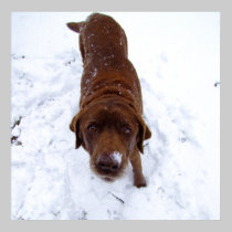 Chocolate Labrador in Snow posters