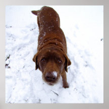 Chocolate Labrador in Snow Print