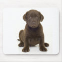 Chocolate Labrador Mousepad by petpupz Chocolate Labrador Mousepad