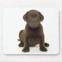 Chocolate Labrador Mousepad