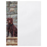 Chocolate Labrador on Porch flyers