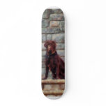 Chocolate Labrador on Porch Skate Board Deck