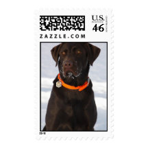 Chocolate Labrador Postage Stamp