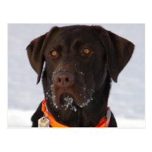 Chocolate Labrador Postcard