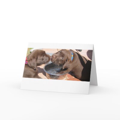 Chocolate Labrador Puppies Card by plellski
