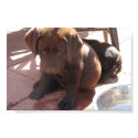 Chocolate Labrador Puppies posters by plellski Chocolate Labrador Puppies posters